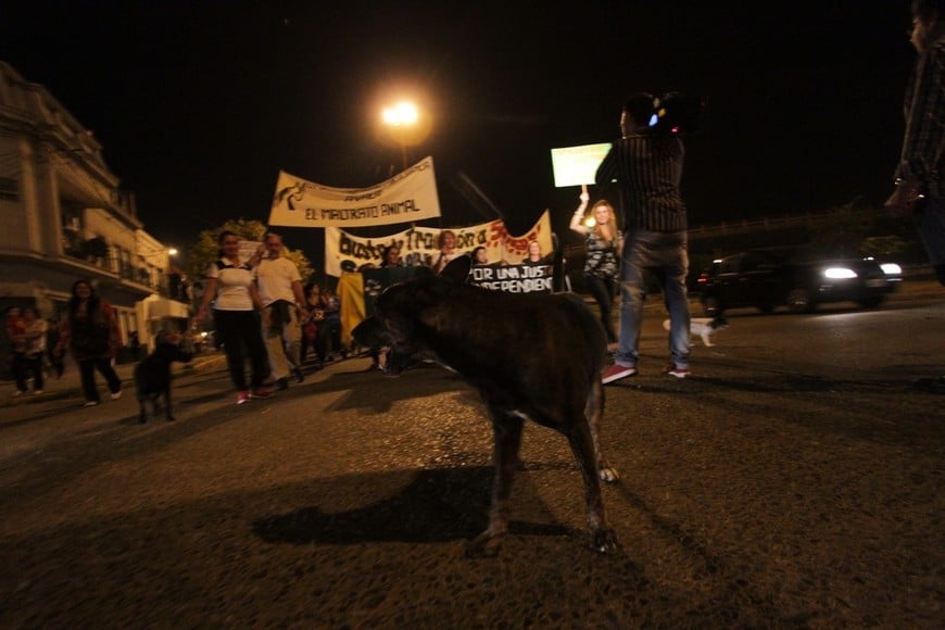 Marcha contra el maltrato animal