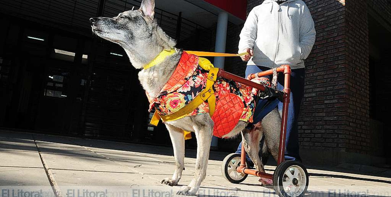 Un emprendedor rosarino trajo a la ciudad unas originales rampas para perros