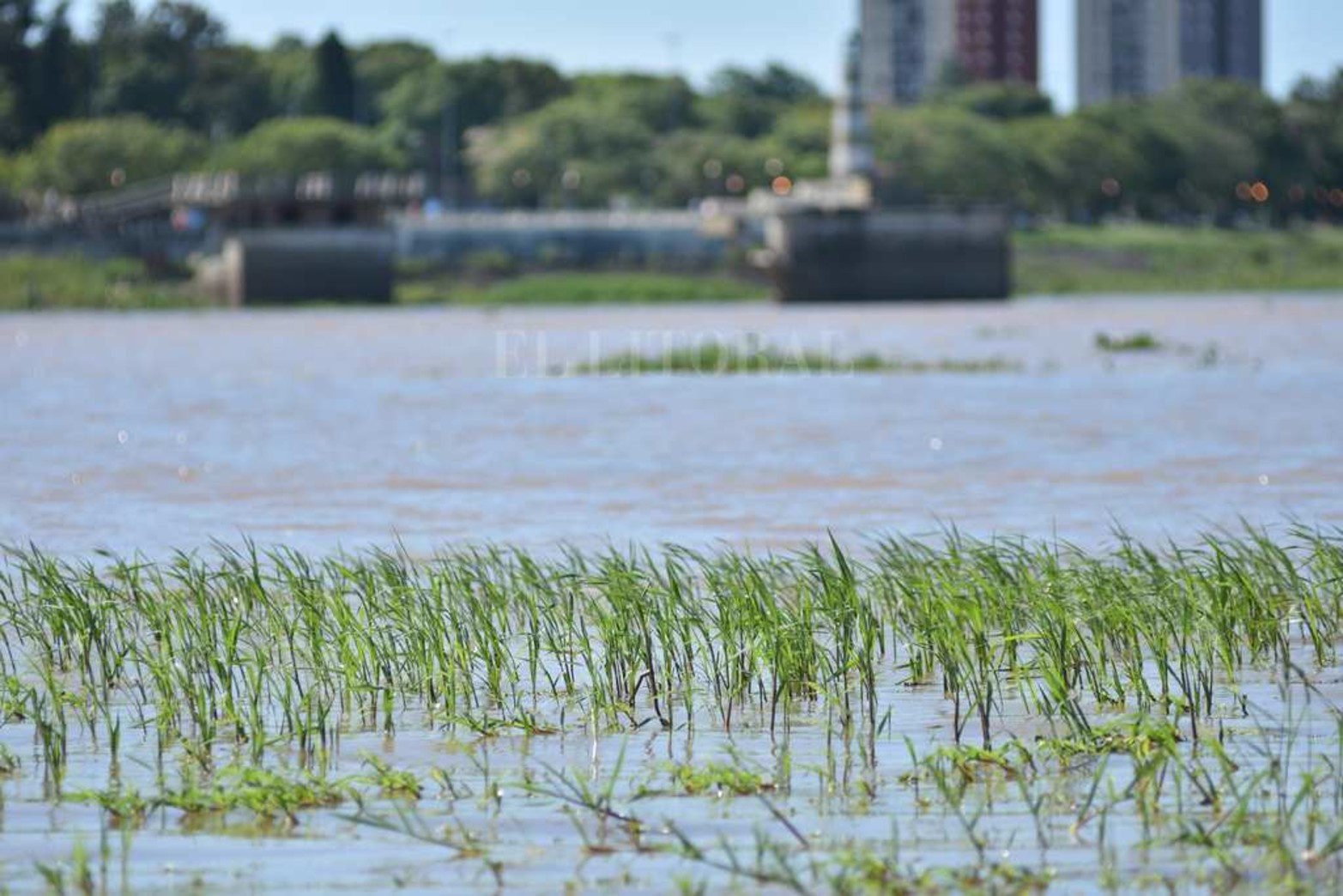 Creció el río y aparecieron los camalotes. Luego de la prolongada bajante (el 21 de mayo de 2020 marcó 48 centímetros) la fisonomía de la laguna Setúbal comenzó a cambiar. Además de ser notable el cambio en la altura del agua, miles de plantas pasan por debajo del puente Colgante. Un atractivo que la bajante se había encargado de borrar.