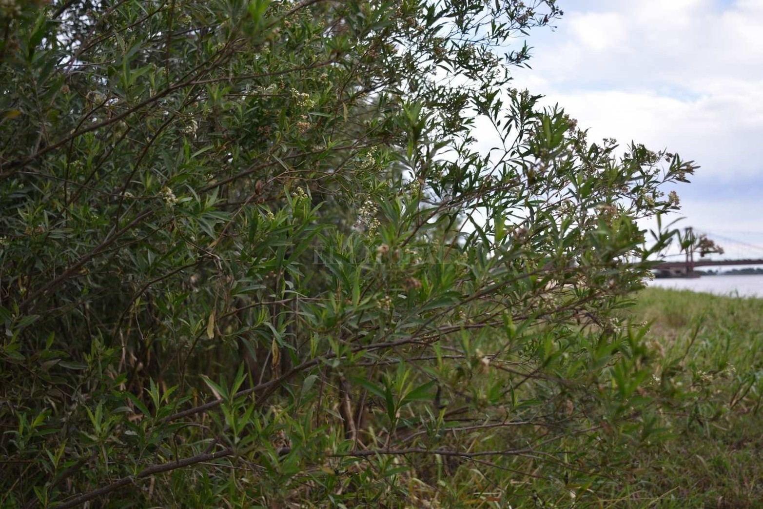 Plantas de chilca en el margen este de la laguna Setúbal.
