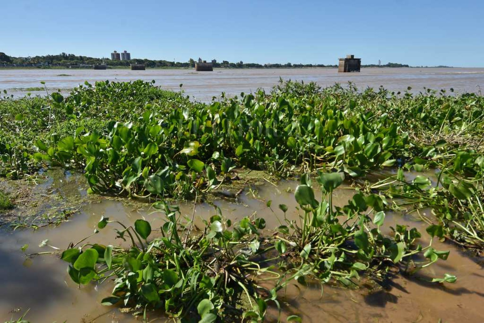 Creció el río y aparecieron los camalotes. Luego de la prolongada bajante (el 21 de mayo de 2020 marcó 48 centímetros) la fisonomía de la laguna Setúbal comenzó a cambiar. Además de ser notable el cambio en la altura del agua, miles de plantas pasan por debajo del puente Colgante. Un atractivo que la bajante se había encargado de borrar.