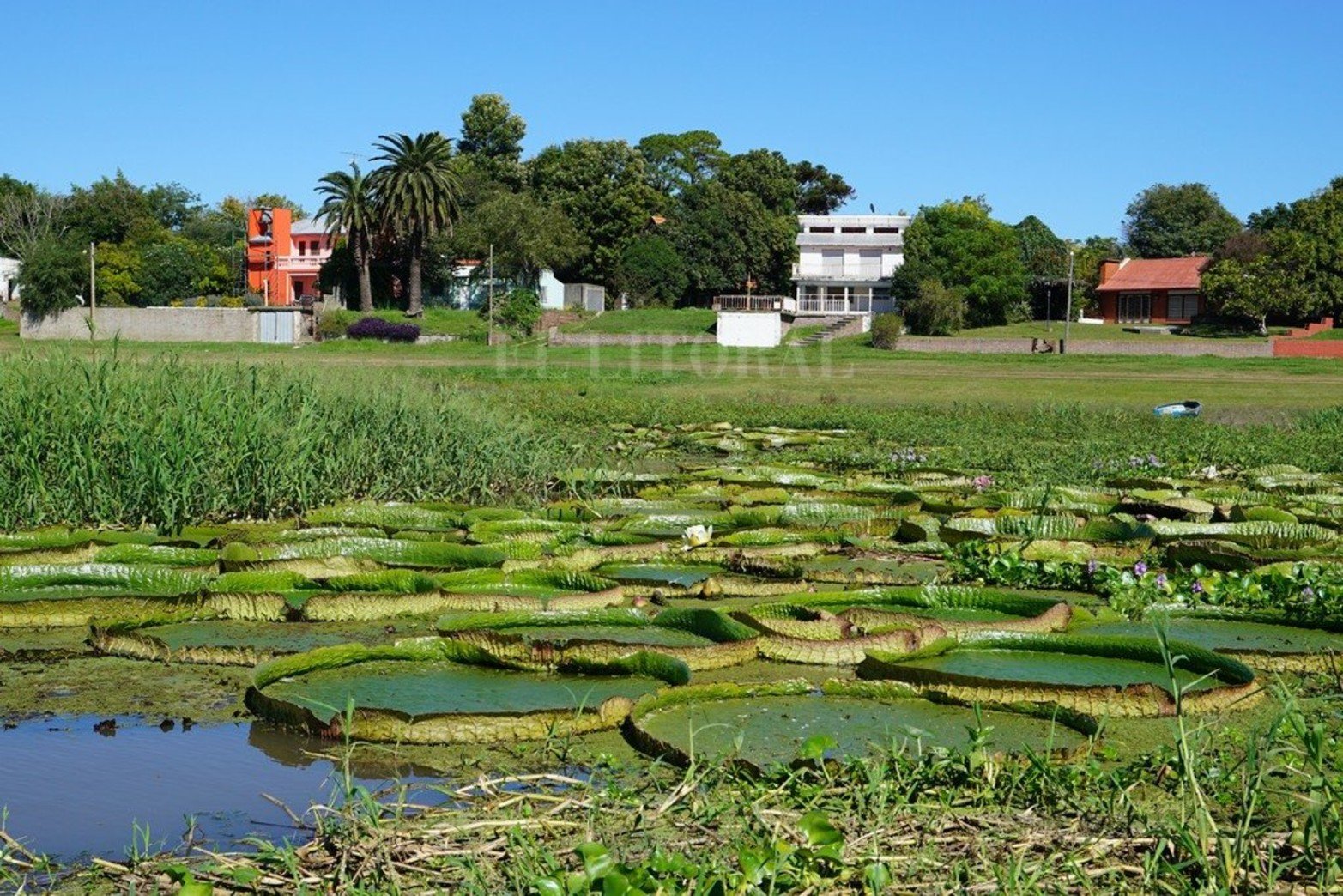 La planta acuática Irupé abunda en la zona del río Coronda.
