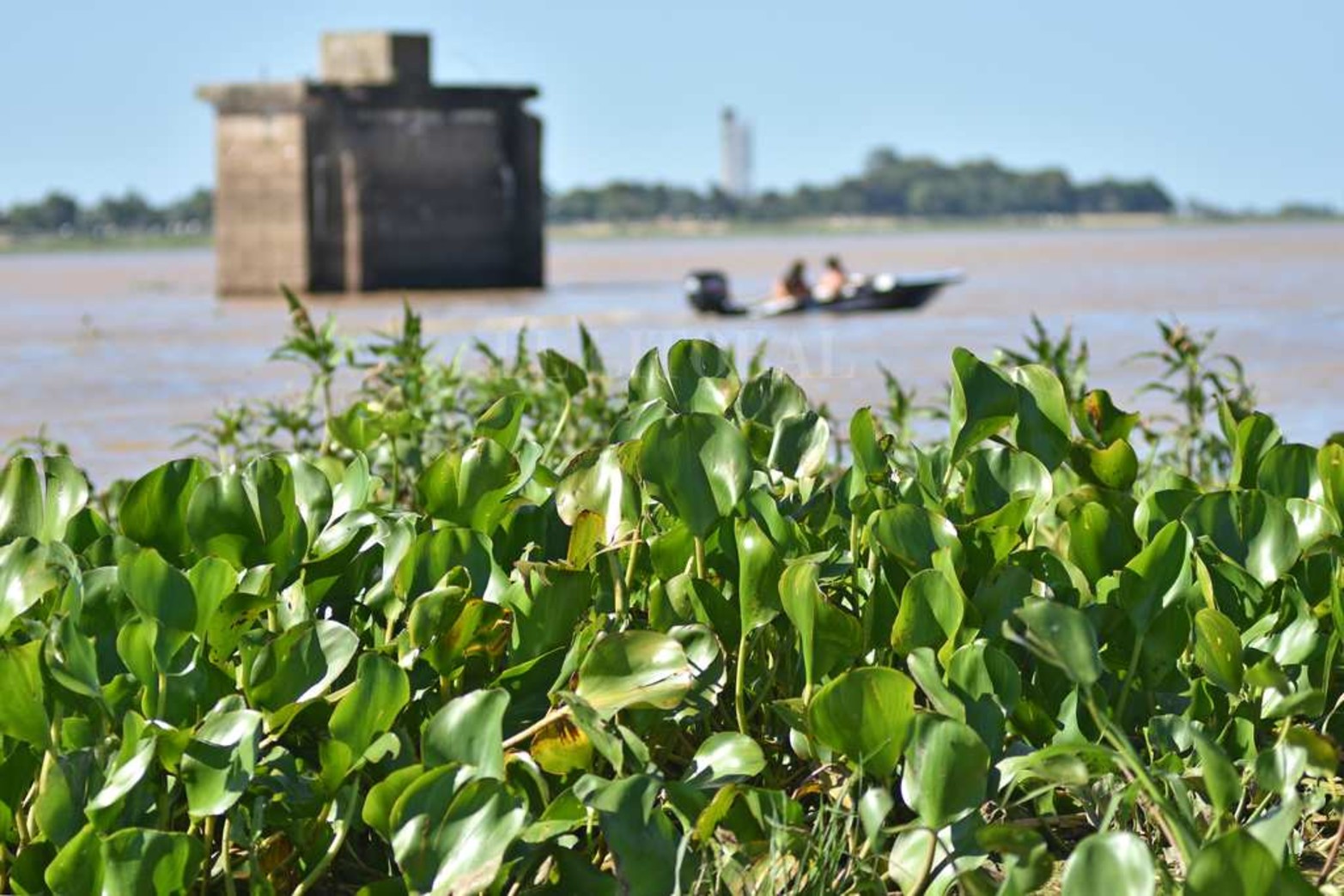 Creció el río y aparecieron los camalotes. Luego de la prolongada bajante (el 21 de mayo de 2020 marcó 48 centímetros) la fisonomía de la laguna Setúbal comenzó a cambiar. Además de ser notable el cambio en la altura del agua, miles de plantas pasan por debajo del puente Colgante. Un atractivo que la bajante se había encargado de borrar.