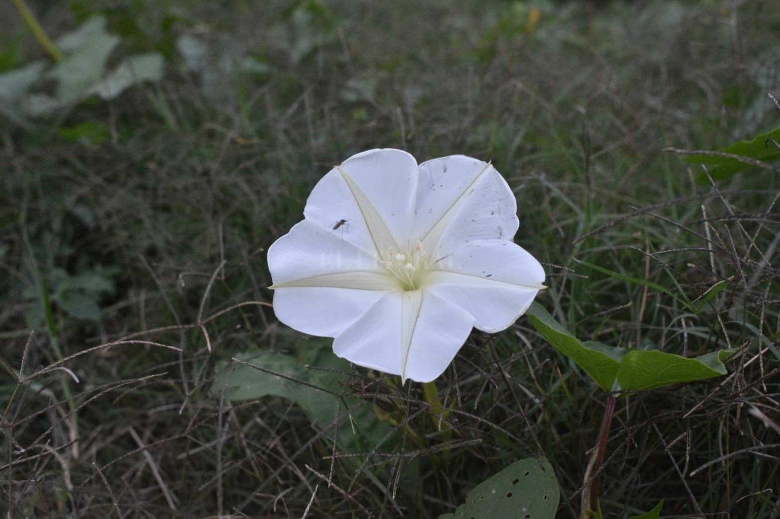 La dama de noche. Otra especie de la flora que se puede encontrar.