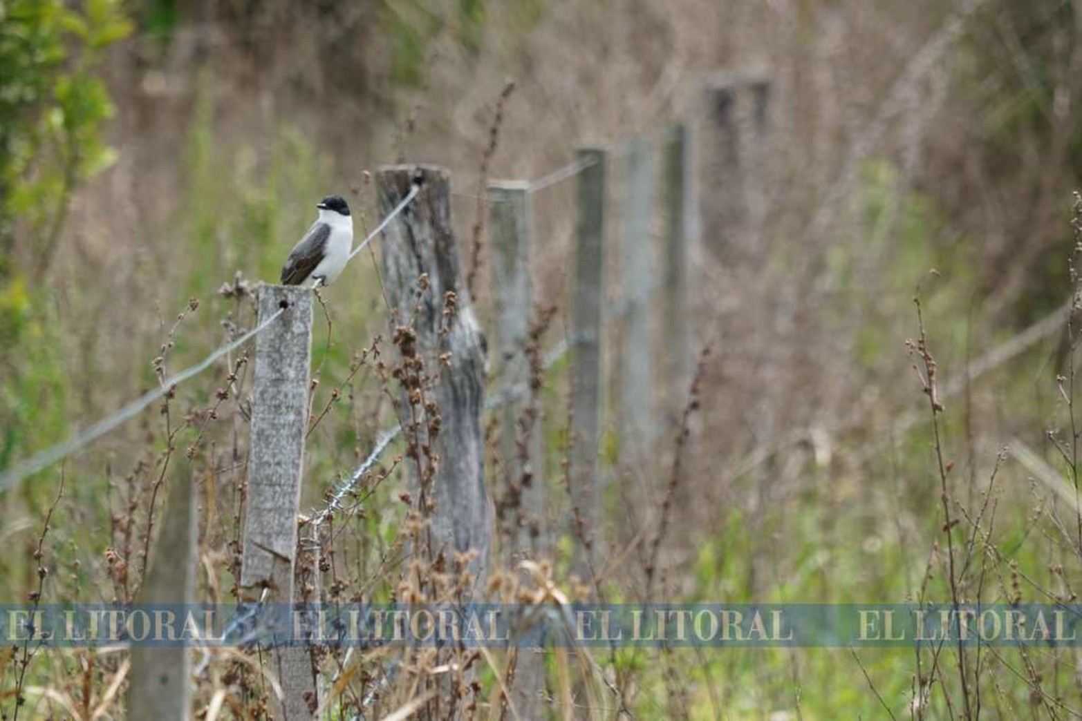 El predio de 12 hectáreas en la zona de la Boca de Alto Verde está a reserva natural, donde también funciona la escuela agrotécnica Nº 645 Martín Jacobo Thompson. La falta de personal para controlar la reserva es una de las prioridades.