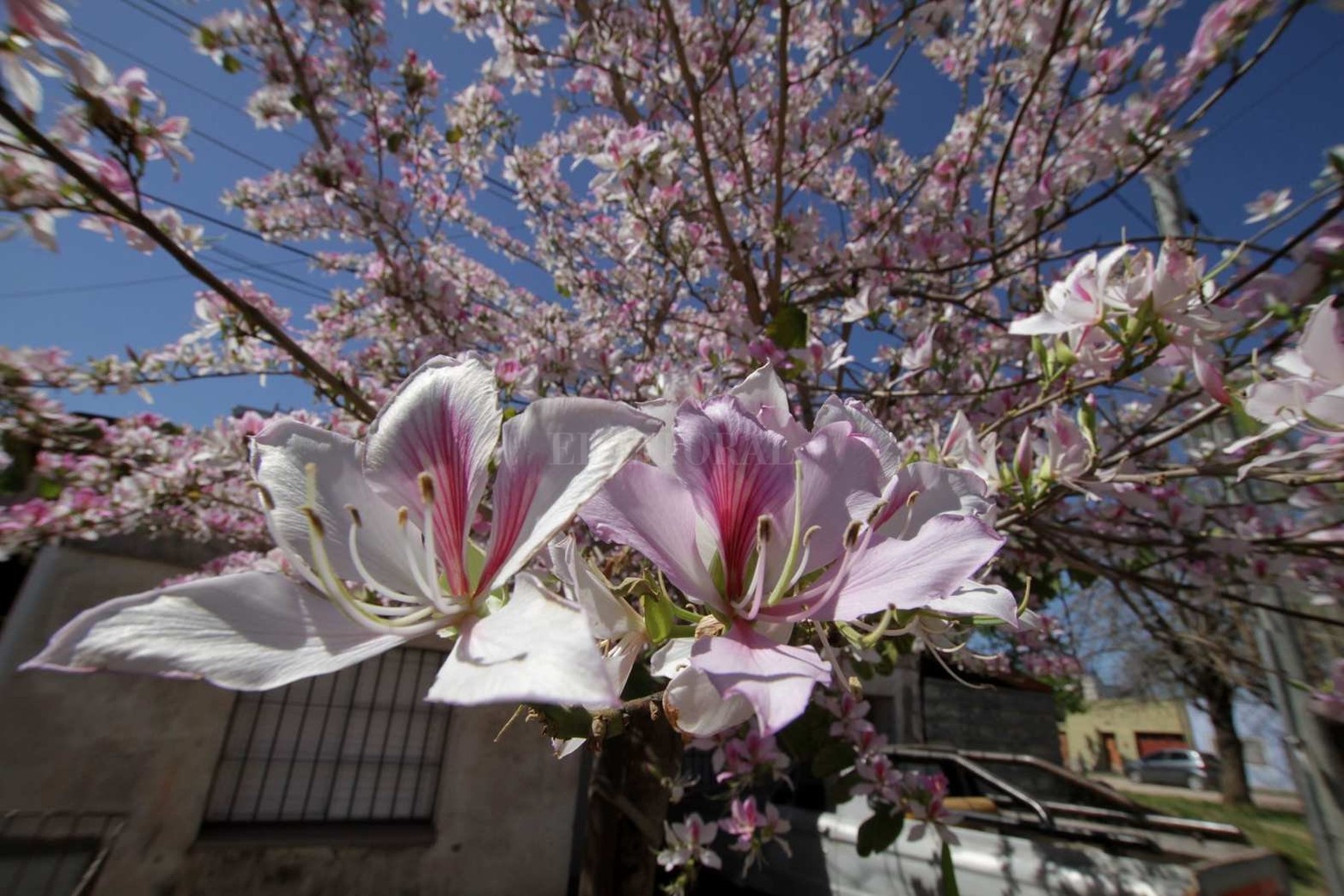 Los árboles con flores abundan en el barrio en esta primavera.