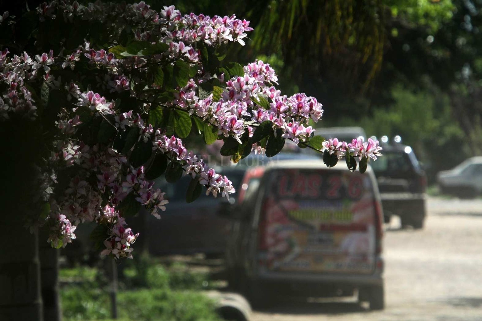 Los árboles con flores abundan en el barrio en esta primavera.