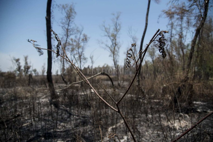 Incendio forestal en la zona de Rosario