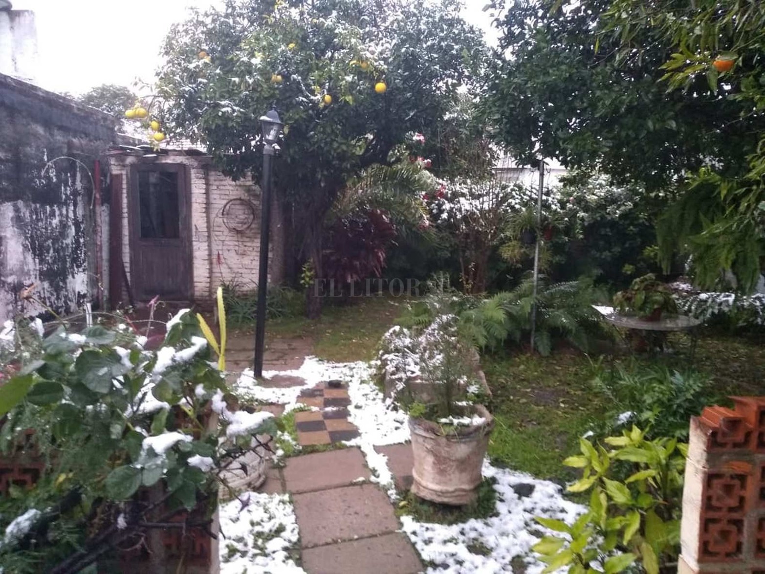 En un patio de una casa en Córdoba Capital cerca del aeropuerto.