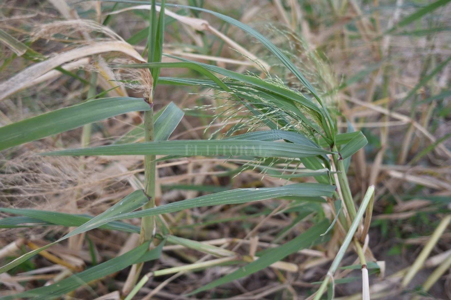 El planta de canutillo aparece en la costa.