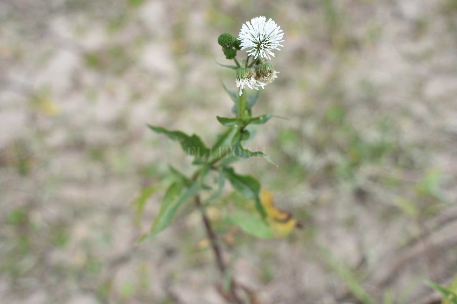 El jazmín del bañado. Gymnocoronis es el nombre científico.