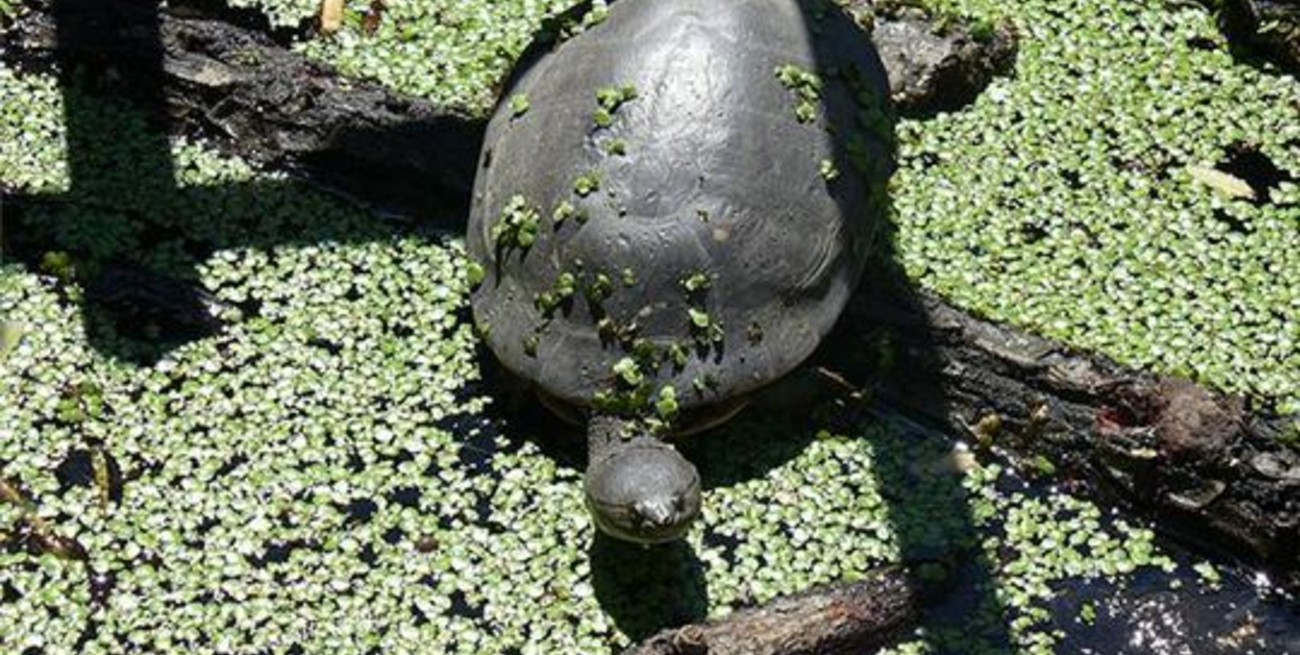 ¡Salven las tortugas del parque Garay!