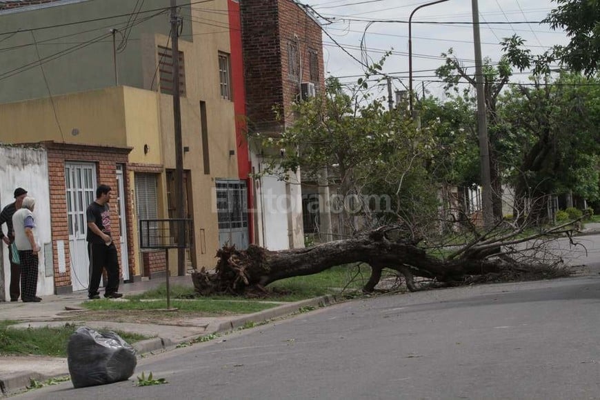 ELLITORAL_138861 |  Mauricio Garín En Mitre al 4700 los árboles caídos cortaron el tránsito.