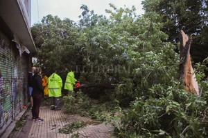 ELLITORAL_172738 |  Télam Cientos de árboles calleron durante el temporal de lluvia y viento en la ciudad de La Plata