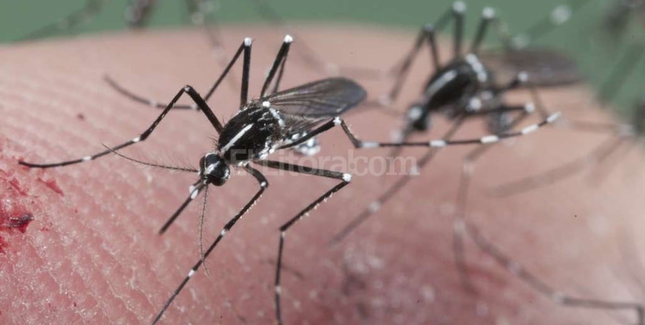 El virus Zika y sus irremediables secuelas 