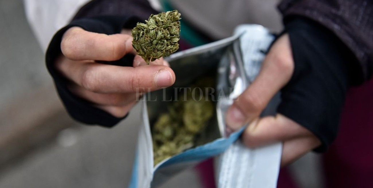 Destacan El éxito En La Venta Legal De Marihuana En Uruguay El Litoral 9718