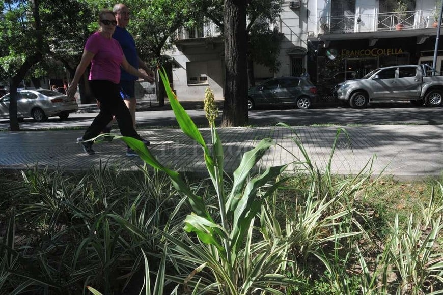 ELLITORAL_199706 |  Flavio Raina La gente que pasea por el cantero mira la solitaria planta con curiosidad.