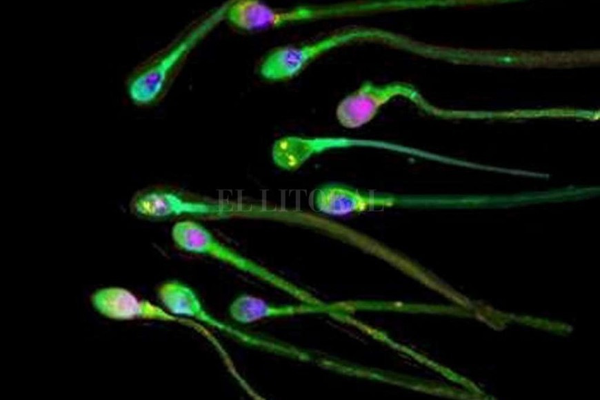 ELLITORAL_200118 |  Archivo El Litoral En la fertilización in vitro, los espermatozoides se  incuban  junto a los ovocitos de la mujer en un laboratorio para que se produzca la fecundación. El embrión luego se implanta en el útero.