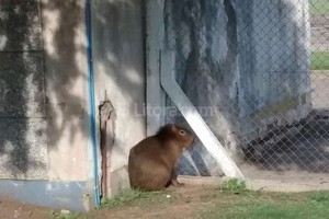 ELLITORAL_138288 |  Periodismo Ciudadano / WhatsApp Asustado. El carpincho que se encontró en el aeropuerto está lastimado en el lomo y en hocico.