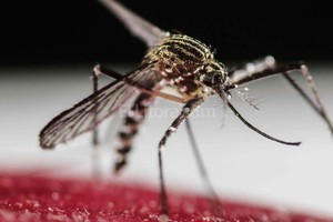 ELLITORAL_169844 |  Archivo El Litoral El mosquito Aedes Aegypti transmite el virus del zika. También se puede contagiar por vía sexual.