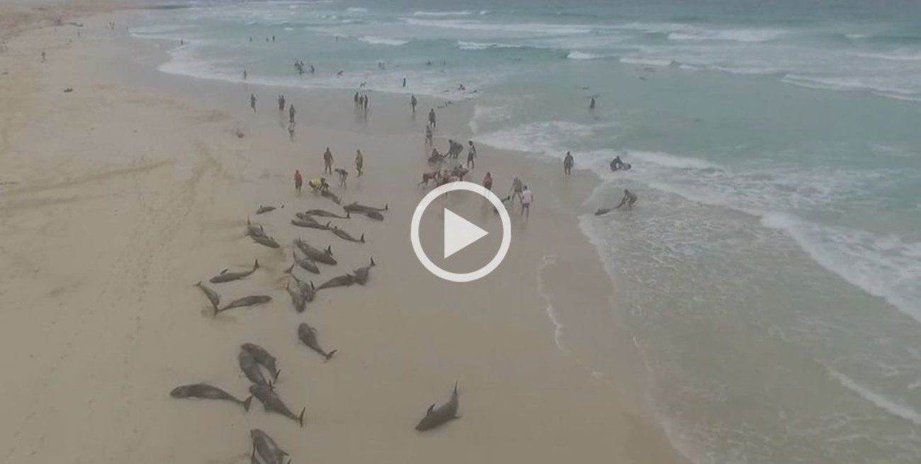 Decenas de pingüinos aparecieron muertos en playas de Mar del Plata - El  Litoral