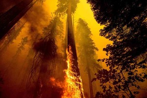 ELLITORAL_405491 |  Twitter Miles de secuoyas han muerto en las últimas intensas temporadas de incendios.