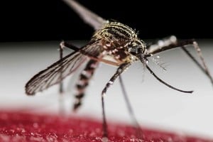 ELLITORAL_312579 |  Jeffrey Arguedas / EFE El mosquito Aedes aegypti es el transmisor del virus del dengue.