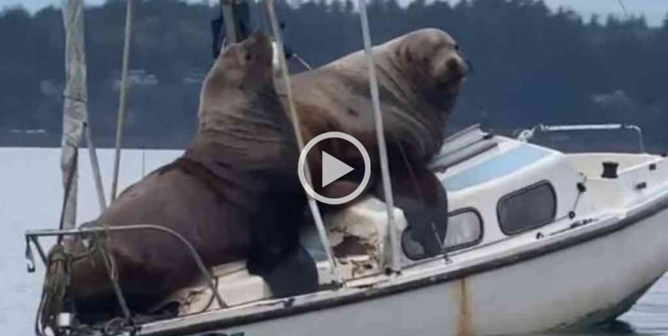 Video: dos lobos marinos navegaron en un velero y nos regalan una postal  única - El Litoral