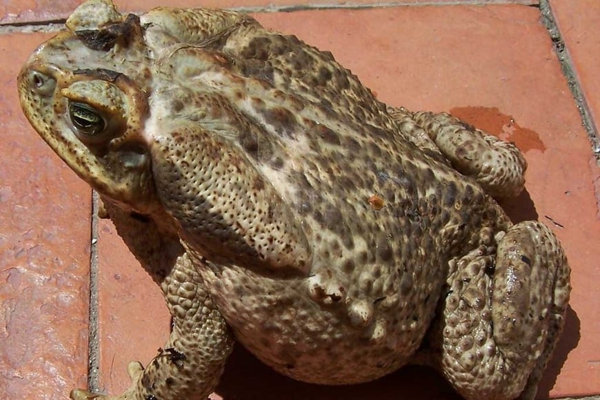 ELLITORAL_273697 |  Gentileza El Rhinella schneideri (la última sinonimia es Diptycha), una especie autóctona de la región