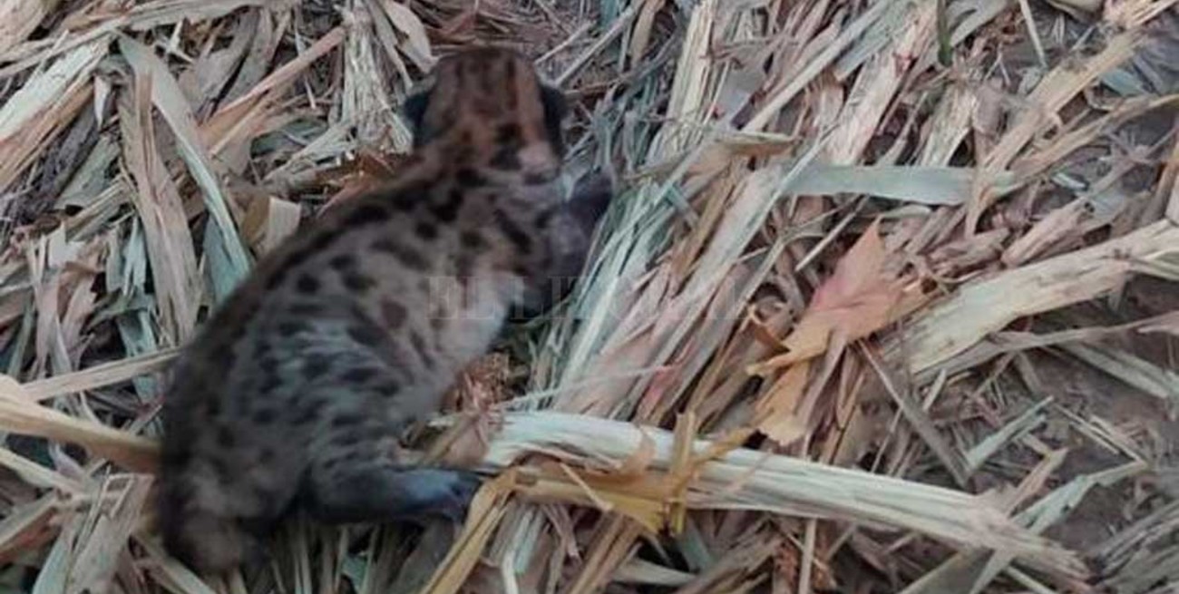 soborno Trascendencia Sofocar Encontraron un cachorro de puma en un campo de Santa Fe - El Litoral