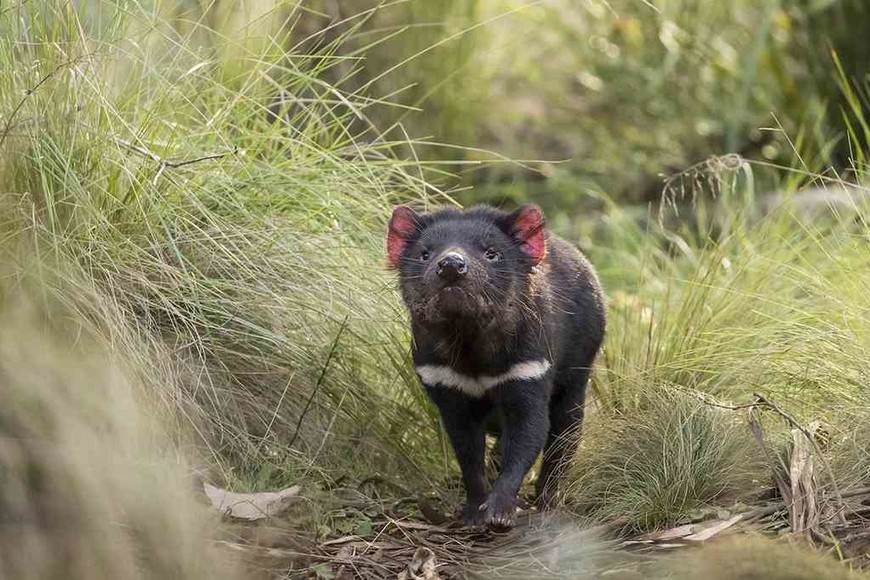 ELLITORAL_329719 |  Imagen ilustrativa En la imagen, un ejemplar del demonio de Tasmania.