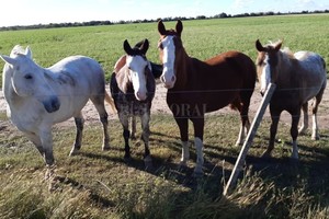 ELLITORAL_391887 |  Gentileza El referente de la asociación tradicionalista, Alfredo Baruffato, lamentó el sistemático robo de caballos, que por lo general van a parar  al chori de la cancha .