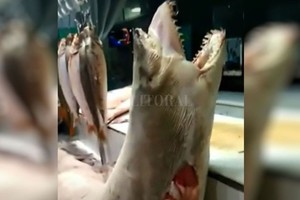 ELLITORAL_299797 |   A la venta. Un tiburón protegido llegó hasta Rosario para su comercialización.