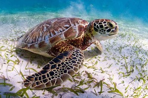 ELLITORAL_413427 |  Imagen ilustrativa Las tortugas marinas se alimentan de algas que, de noviembre a marzo, son tóxicas para quienes consumen su carne.