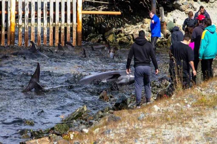 ELLITORAL_437125 |  Twitter Desesperante reacción de una manada de delfines que quedó varada en Ushuaia.