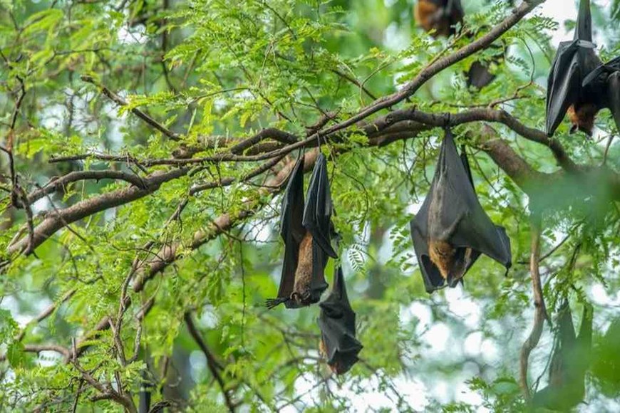 ELLITORAL_366114 |  Agencias El Nipah vive en los murciélagos que comen fruta y son ellos quienes lo transmiten.