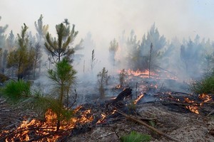 ELLITORAL_437693 |  Gentileza El fuego en Corrientes alcanzó los Esteres del Iberá.