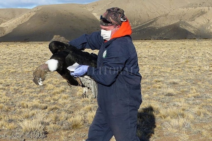 ELLITORAL_264039 |  Facebook Programa Conservación Cóndor Andino