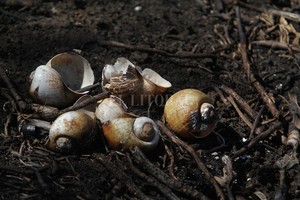 ELLITORAL_441568 |  Mauricio Garín INSTANTÁNEA -  Naturaleza muerta. Lo que deja el fuego