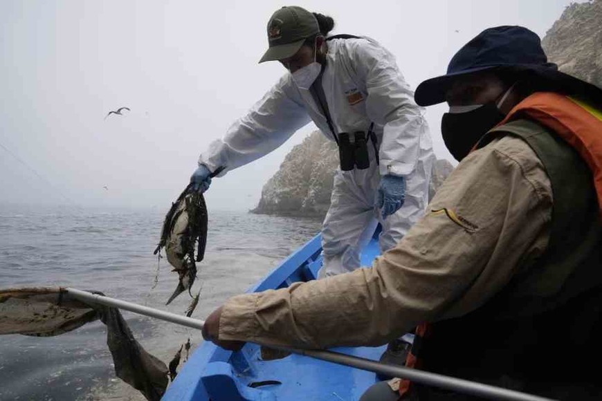 ELLITORAL_441606 |  AP Veterinarios del Servicio Nacional de Áreas Naturales Protegidas (SERNANP) sostienen un ave marina muerta cerca de playas contaminadas con petróleo en Isla Pescadores en Ancón, Perú.
