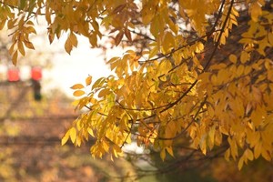 El otoño ya se siente en la capital santafesina.