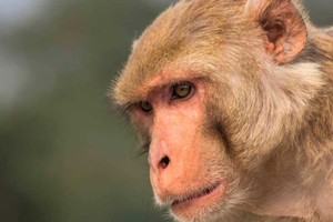 El brote de viruela del mono preocupa a Europa