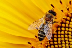 Son varios los factores que amenazan a las poblaciones de abejas