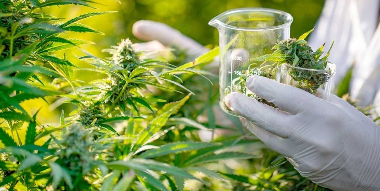 ANMAT autorizó la venta del primer aceite de cannabis producido en