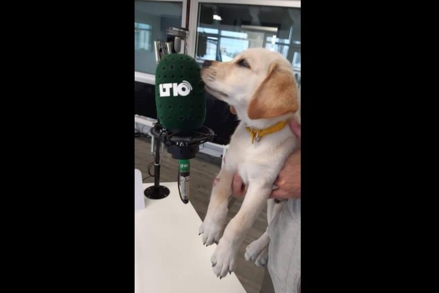 El perrito Tucho le hace compañía a Alaniz en los estudios de la radio. Gentileza Rogelio Alaniz