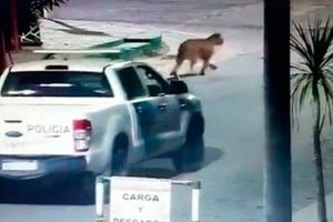 Los felinos sorprendieron a la ciudadanía de la localidad balnearia.