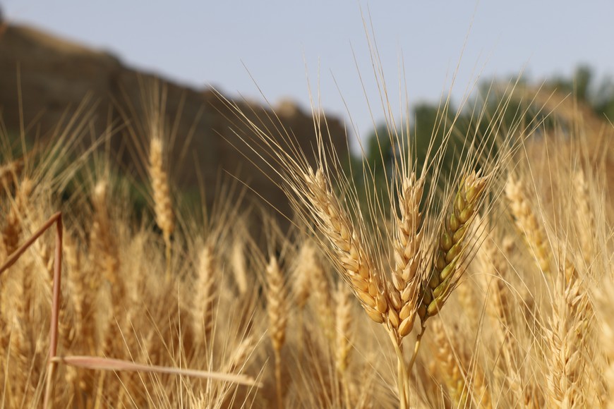 (220723) -- BAMIYAN, 23 julio, 2022 (Xinhua) -- Imagen del 21 de julio de 2022 de un campo de trigo en la provincia de Bamiyán, Afganistán. (Xinhua/Ziaodin Azad) (oa) (ra) (da)