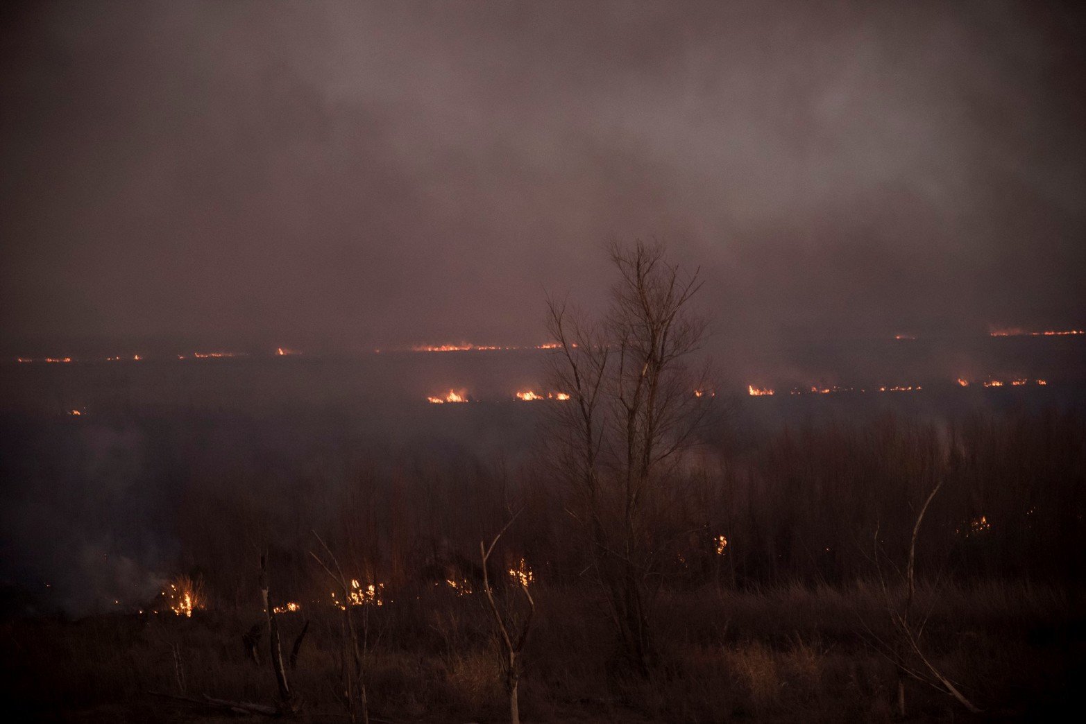 No queda nada. Cada vez que el fuego avanza arrasa con la flora y la fauna. Foto Marcelo Manera.