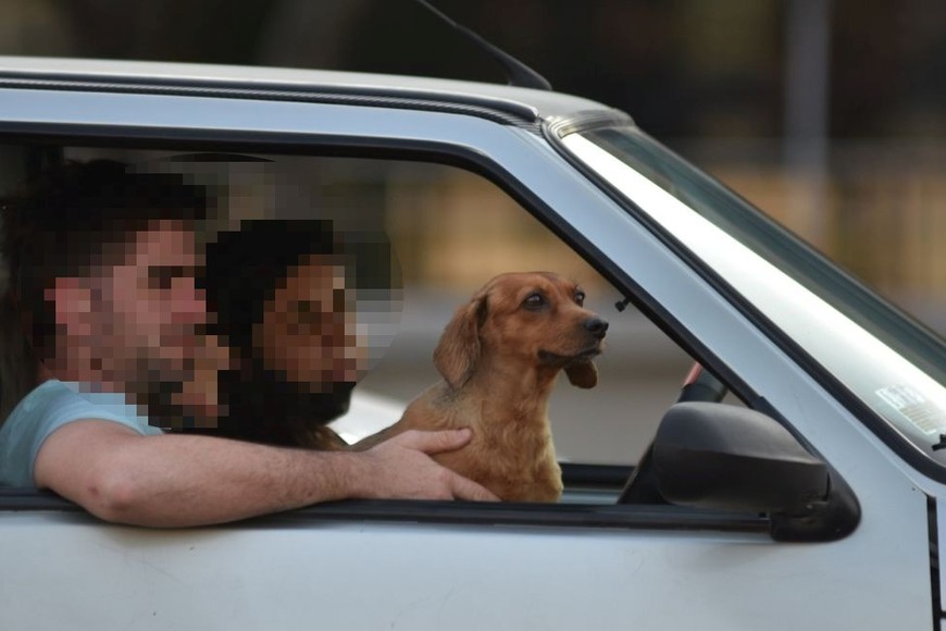 El traslado de mascotas en el asiento del acompañante está prohibido en la capital. Créditos: Manuel Fabatía