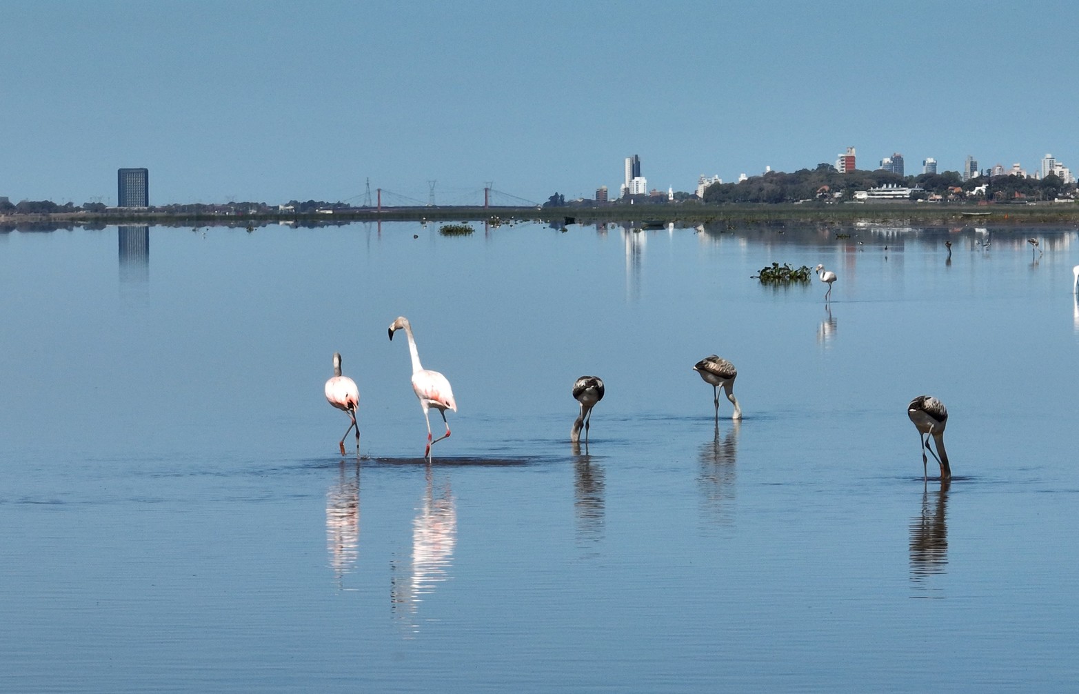 Los flamencos siguen en la laguna Set bal El Litoral